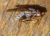 Odinia meijerei